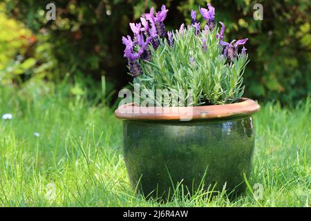 primo piano di una lavandula stocheas fiorita in una pentola verde su un prato Foto Stock