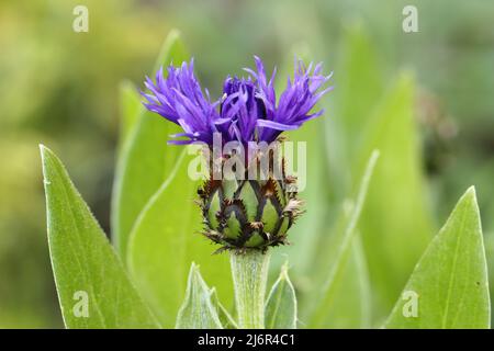 primo piano di un unico fiore di apertura di una bella centaurea montana blu su uno sfondo sfocato verde Foto Stock