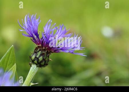 primo piano di un singolo bel centaurea montana blu contro uno sfondo sfocato verde, spazio copia Foto Stock