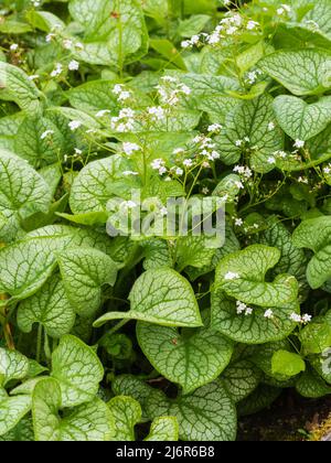 Fiori di primavera bianchi in spray ariosi sopra il fogliame argentato della brunnera perenne macrophylla 'Betty Bowring' Foto Stock