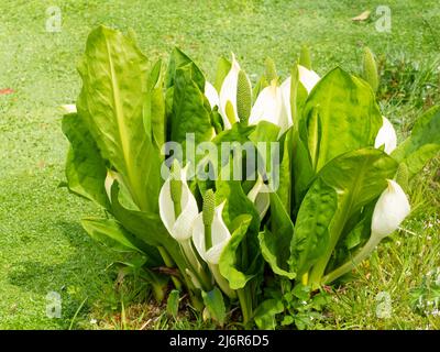 Molla bianco spathes dell'Asian Skunk cavolo, Lysichiton camtschatcensis, dal bordo dell'acqua Foto Stock