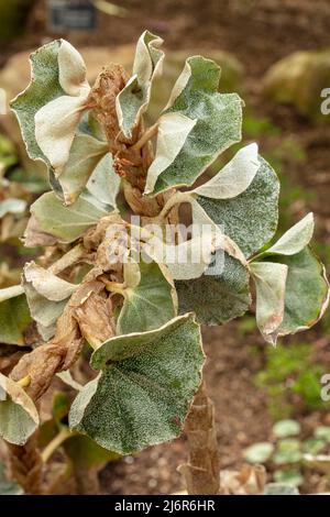 Maestosa Begonia venosa, begonia venata, ritratto naturale di piante ravvicinato Foto Stock