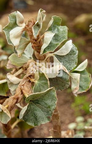 Maestosa Begonia venosa, begonia venata, ritratto naturale di piante ravvicinato Foto Stock