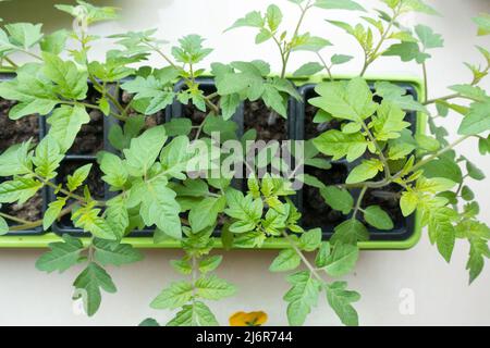 Piante di pomodoro / Solanum lycopersicum in Propogator all'interno della casa Foto Stock