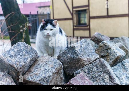 Un gatto grasso per strada. Street randay Cat. Grasso soffice gatto. Foto Stock