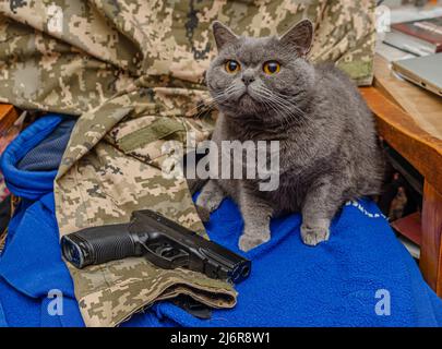 Defender Cat. Gatto britannico grigio con pistola. Ucraina, guerra. Foto Stock