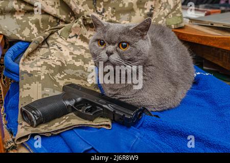 Defender Cat. Gatto britannico grigio con pistola. Ucraina, guerra. Foto Stock