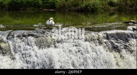 Cigno adulto in piedi nel fiume Lower Avon a Bathampton Weir vicino Bathampton Toll Bridge, Bath, Somerset, Inghilterra, Regno Unito. Foto Stock
