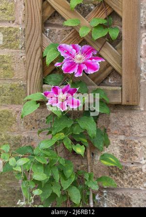 Clematis ‘Kilian Donahue’ salendo su un traliccio di legno. Foto Stock