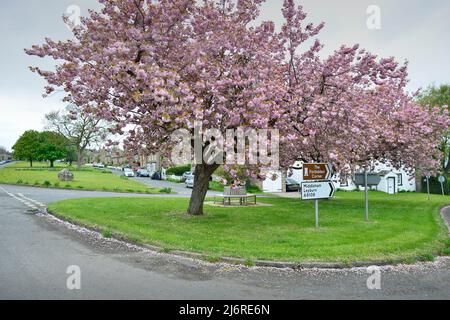 Cherry Tree East Witton North Yorkshire Inghilterra Regno Unito Foto Stock