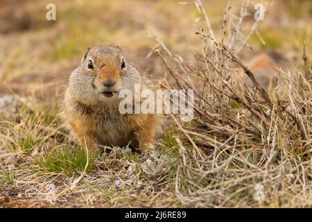 Uinta Ground Squirrel (Spermophilus armatus), Yellowstone National Park, Wyoming Foto Stock