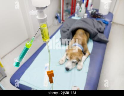 Beagle cane ottenere terapia endovenosa in una clinica veterinaria. Ottiene la soluzione di saline con gli elettroliti necessari e le vitamine direttamente in vien. Caduta Foto Stock