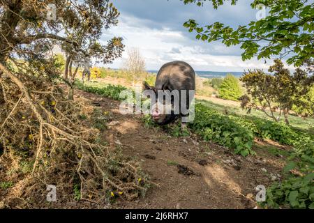 Femmine di maiale del Berkshire o scrofa che alimentano fuori dalla gamma libera delle ortiche sul terreno comune di Bircher. Foto Stock