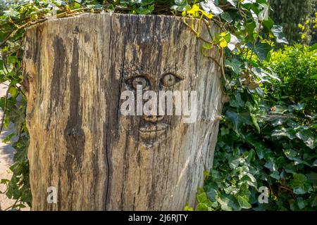 Faccia scolpita in un tronco di albero su Castle Green, Hereford, Herefordshire, Inghilterra, Regno Unito. Foto Stock