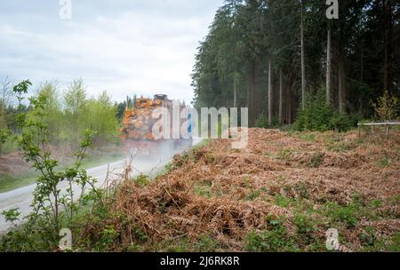 Dumper con caricatore basso che rimuove gli alberi di conifere abbattuti da Croft Wood. Foto Stock