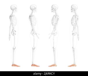 Scheletro piede caviglia ossa lato umano vista laterale con posizione delle ossa parzialmente trasparente. Set di 3D realisticamente corretto concetto piatto illustrazione vettoriale di isolato su sfondo bianco Illustrazione Vettoriale