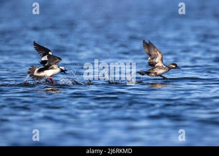 Drake bufflehead insegue una gallina nel Wisconsin settentrionale. Foto Stock