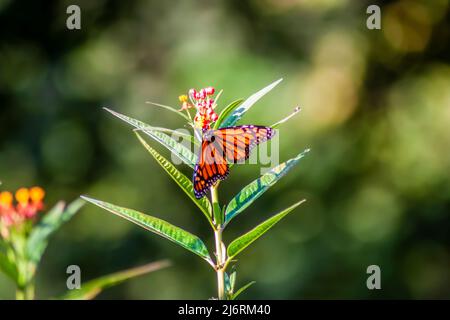 Farfalla Monarch sorseggia il nettare da un fiore arancione farfalla su un vibrante sfondo verde bokah giardino. Foto Stock