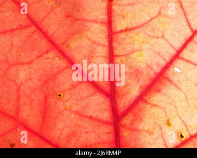 Macro di foglie di Tulip Tree in autunno che mostrano le vene retro luce sole Foto Stock