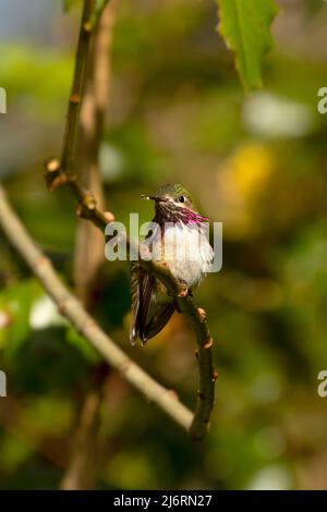 Calliope Hummingbird (Selasfhorus calliope), Luckiamute Landing state Park, Oregon Foto Stock