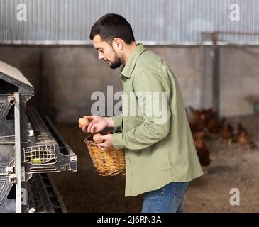 Coltivatore che raccoglie uova fresche all'interno della casa di gallina Foto Stock