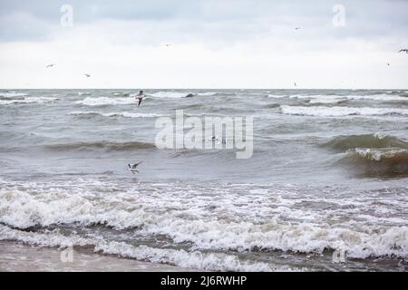 Onde enormi che infuriano in mare e gabbiani nello spruzzo di onde. Tempesta in mare. Gli uccelli volano sulle onde. Natura, ambiente, condizioni meteorologiche avverse, pericolo Foto Stock