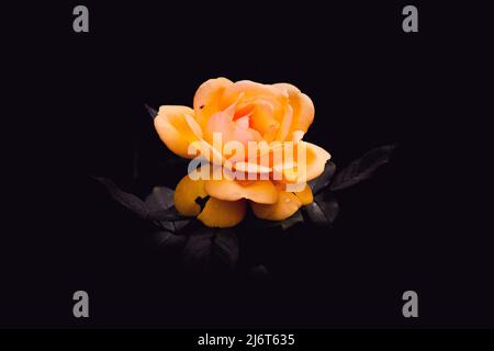 Una rosa gialla singola isolata su sfondo nero Foto Stock