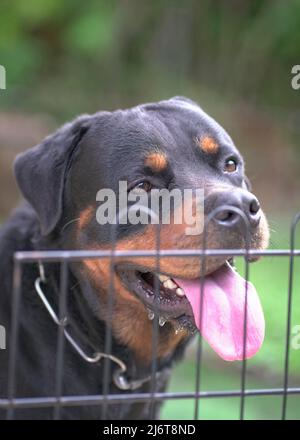 Ritratto del Rottweiler del cane dietro la recinzione. Primo piano. Cane di guardia o concetto di sicurezza. Foto Stock