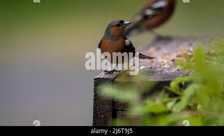 Chaffinches (Passerine) da mangiare su un tavolo di uccelli al centro visitatori Glen Trool, Dumfries e Galloway, Scozia Foto Stock