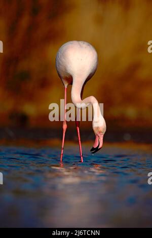 Grande Flamingo, Fenicottero ruber, bel uccello rosa, testa in acqua, animale nell'habitat naturale, acqua potabile, Italia Foto Stock