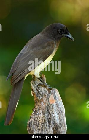 Jay marrone, Cyanocorax morio, uccello dalla foresta verde del Costa Rica, nell'habitat degli alberi Foto Stock