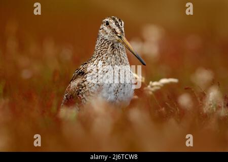 Magnipe Magellanica, Gallinago paraguaiae magellanica, ritratto in erba rossa Foto Stock