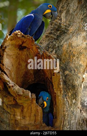 Coppia di uccelli rari, pappagallo blu Hyacinth Macaw in albero nido a Pantanal, buco albero, animale nell'habitat naturale, Brasile Foto Stock