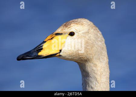 Cigno Whooper, Cyngus cyngnus, ritratto di uccello con becco nero e giallo, Lago Hornboga, Svezia Foto Stock