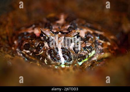 Rana argentina, Ceratophrys ornata, nell'habitat naturale, nascosta nel terreno, dettaglio volto ritratto, specie più comuni di rana ornata, da Foto Stock