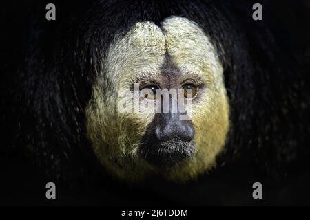 Saki di fronte bianca, Pitecia pitecia, ritratto di dettaglio di scimmia nera scura con faccia bianca, animale nell'habitat naturale, fauna selvatica, Brasile Foto Stock