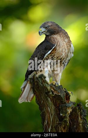 Falco dalla coda rossa, Buteo jamaicensis, ritratto di rapaci con disegno a disegno aperto con habitat sfocato sullo sfondo, foresta verde, USA Foto Stock