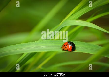 ladybug su foglia verde. Harmonia dimidiata è una specie di scarabeo della famiglia Coccinellidae. Si trova in Nord America e Asia meridionale. Foto Stock