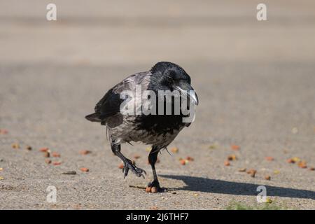 Un corvo carrione (Corvus corone) che raccoglie il cibo che giace sulla strada in una giornata di sole in primavera Foto Stock