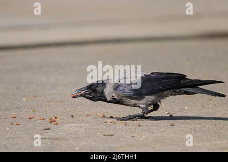 Un corvo carrione (Corvus corone) che raccoglie il cibo che giace sulla strada in una giornata di sole in primavera Foto Stock