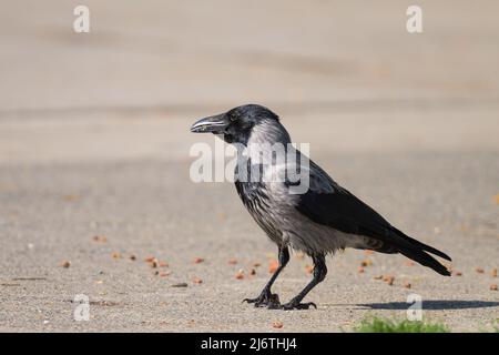 Un corvo carrione (Corvus corone) che raccoglie il cibo che giace sulla strada in una giornata di sole in primavera Foto Stock