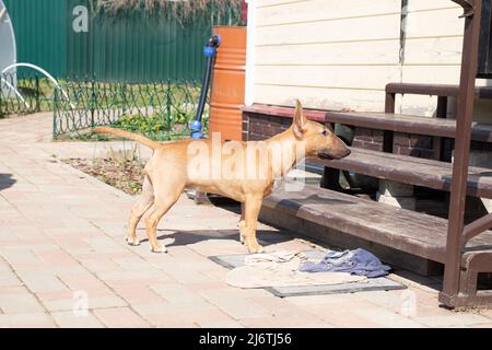 Ritratto foto di rosso bull terrier cane all'aperto in una giornata di sole sul cortile Foto Stock
