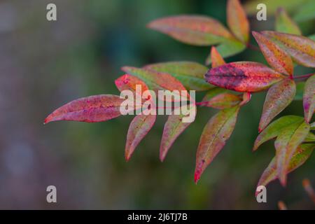 Cambia dal colore verde al rosso delle foglie della Ternstroemia gymnanthera nota anche come Cleyera japonica o Sakaki in giapponese. Foto Stock