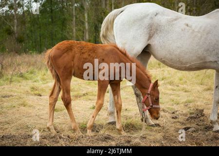 Fallo marrone con madre bianca nel pascolo Foto Stock