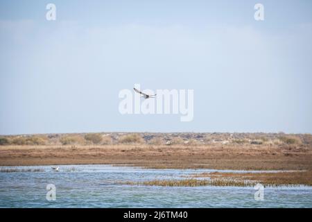 seagull che vola attraverso un fiume nella riserva naturale di Ria Farmosa vicino a Tavira in Portogallo presso l'Algarve Foto Stock