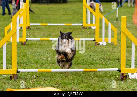 Shetland Sheepdog in competizione con l'agilità Foto Stock