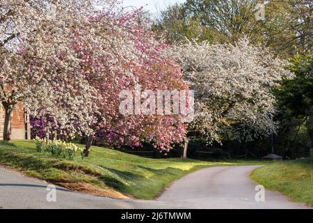 Primavera fiori ciliegi fiori rosa e viola e bianchi in Norfolk Inghilterra UK su una corsia rurale Foto Stock