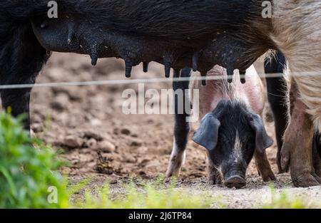 East Lothian, Scozia, Regno Unito, 4th maggio 2022. Pedigree Saddleback Piglets in East Fortune Farm: Questi suinetti, ormai di diverse settimane, sono ancora con la loro madre, godendo la loro colazione di uva, pasto e banana Foto Stock