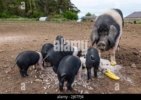 East Lothian, Scozia, Regno Unito, 4th maggio 2022. Pedigree Saddleback Piglets in East Fortune Farm: Questi suinetti, ora di diverse settimane, sono ancora con la loro madre, nutrendo su pasto e banana Foto Stock