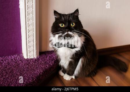 Gatto a colori con cravatta a prua seduta sul tavolo nero in soggiorno. Foto Stock